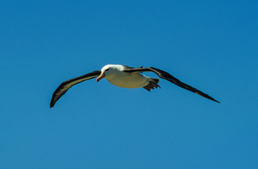 Albatros à sourcils noirs,.Thalassarche melanophris, Black browed Albatross, Iles Falkland, Iles...