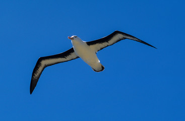 Albatros à sourcils noirs,.Thalassarche melanophris, Black browed Albatross, Iles Falkland, Iles Malouines