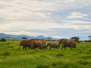 Elefanten im Nationalpark Tsavo Ost und Tsavo West in Kenia