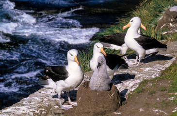 Albatros à sourcils noirs,.Thalassarche melanophris, Black browed Albatross, Iles Falkland, Iles...