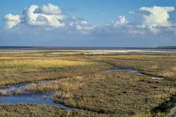 Réserve naturelle, Ile Texel, Paus Bas