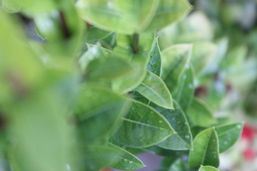 fresh leaves of plant in garden
