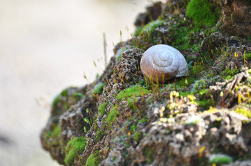 Snail closeup. Burgundy snail (Helix, Roman snail, edible snail, escargot) on a surface with moss.Helix promatia