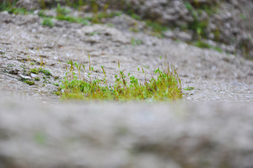 Beautiful Bright Green moss grown up cover the rough stones and on the floor in the forest. Show with macro view. Rocks full of the moss texture in nature for wallpaper.