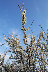 apple tree in blossom. tree branches with white flowers in the spring time.