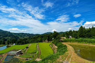 【新潟県長岡】山古志の棚田・棚池の夏