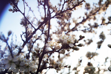 apple tree in blossom. tree branches with white flowers in the spring time.