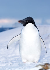 Adelie penguin who stands in the snow on the shore