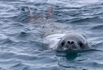 crabeater seal that swims in the water