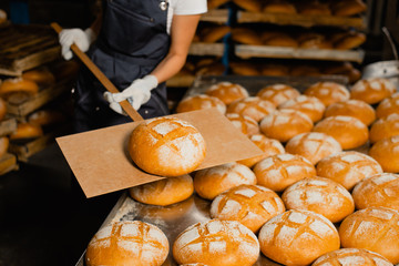 Baker holds fresh bread on a wooden shovel in a bakery closeup. Industrial bread production