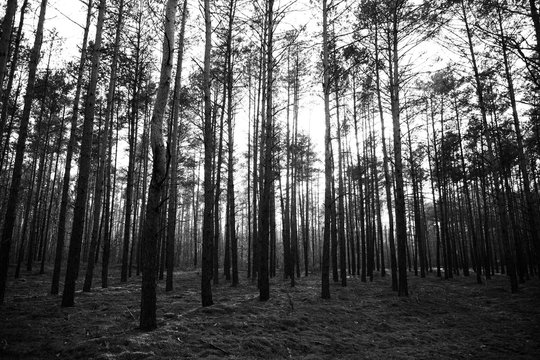 black and white photo of a pine forest in summer