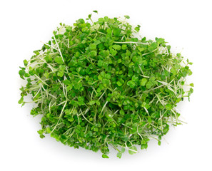 Micro green arugula isolated on white background