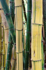 Fototapeta premium Bamboo grove on the island of Madeira