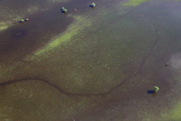 Aerial view of the floodplain and pastures of the Odra River, Croatia