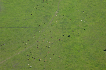 Aerial view of the floodplain and pastures of the Odra River, Croatia