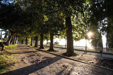 Rays of the sun at sunset through the branches of trees. Green tree. Evening. Vintage style. Calm. Rest. Nature. Park. Recreation area.