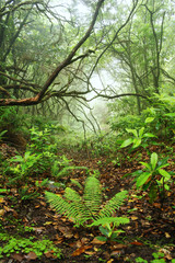 Almost jungle on the island of Madeira