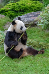 Young giant panda eating bamboo in the grass, portrait © Pascale Gueret