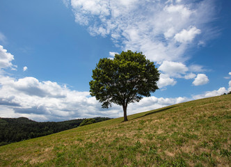 Fototapeta na wymiar lonely tree on the hill side