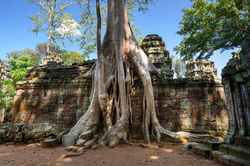 Fototapeta na wymiar Ta Prohm temple at Angkor Wat complex, Siem Reap, Cambodia