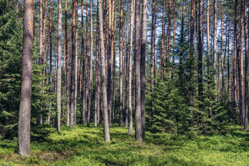 Forest near Wicimice, small village located in West Pomerania region of Poland