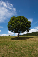 Fototapeta na wymiar lonely tree in summer time