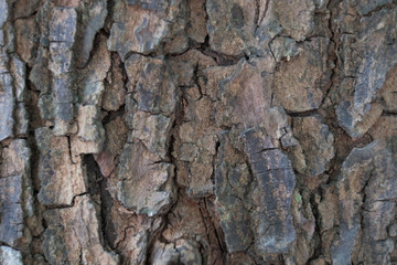 bark of a tree