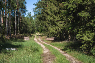 Fototapeta na wymiar Road in forest near Berkanowo, small village located in West Pomerania region of Poland