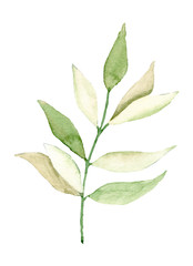 Leaf watercolor. Hand painting floral botanical drawings, foliage illustration. Leaves isolated on white background.  © Larisa