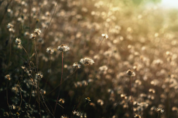 Natural beautiful scenery of grassland The rural scene under the sun