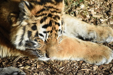 Close up of an adorable young Amur tiger cub at the zoo