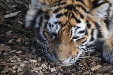 Close up of an adorable young Amur tiger cub at the zoo