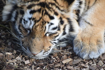 Close up of an adorable young Amur tiger cub at the zoo
