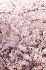 目黒川の桜
