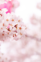 目黒川の桜と提灯