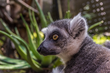 cute fluffy lemur with big eyes looks away