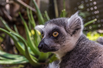 Obraz premium cute fluffy lemur with big eyes looks away