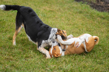 Black hunting female dog fighting with Basenji male dog on an autumnal lawn. Female has won the...