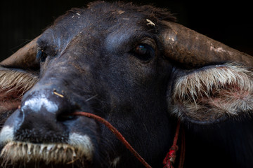 Swamp buffalo in Thailand use for work in agriculture and buffalo meat industry. Domestic water buffalo in Southeast Asia. Domestic animal for tilling rice fields. Buffalo conservation concept.