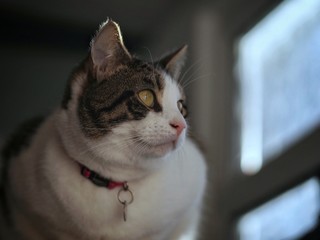 Tabby Cat