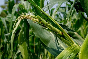 Corn stalks were destroyed by worms.