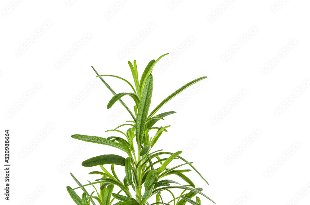 Wall mural rosemary green fresh branch with leaves isolated on white background, close-up