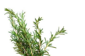 Fresh rosemary branch isolated on white background