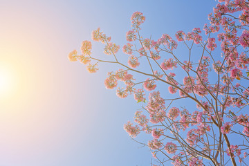 Selective focus of Pink Trumpet shrub, Pink Trumpet Tree and Pink Tecoma (Tabebuia rosea) on beautiful warm light and blue sky background