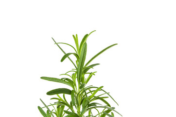 Rosemary green fresh branch with leaves isolated on white background, close-up