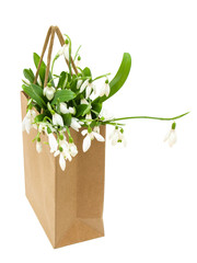 Snowdrop flowers in paper gift bag isolated on white background, no shadow