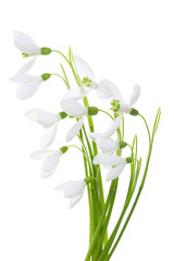 Spring blossom snowdrop flowers on green stem isolated on white background