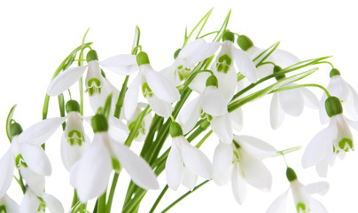Snowdrop spring flower bouquet isolated on white background, close-up, springtime