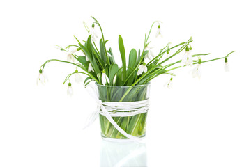 Bouquet of snowdrop flowers in glass vase, isolated on white