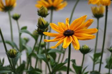 Yellow flower on a soft background.